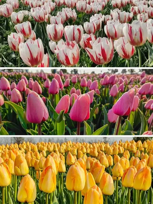 4d022ee473d683e4c91c3f9d29625b12-sz_94466 4d022ee473d683e4c91c3f9d29625b12-sz_94466