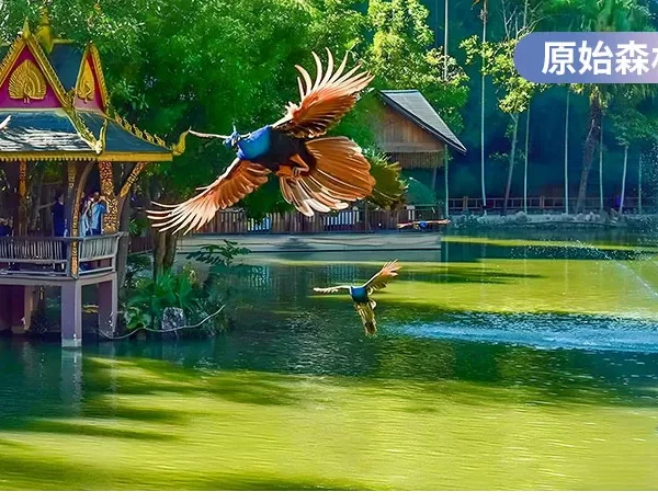 王牌腾瑞芒 双飞8日|–3299起，土林魔幻·古村慢韵·边境风情·亚洲最大的露天温泉酒店·全程10正餐·升级两大特色餐孔雀宴+南涧菜