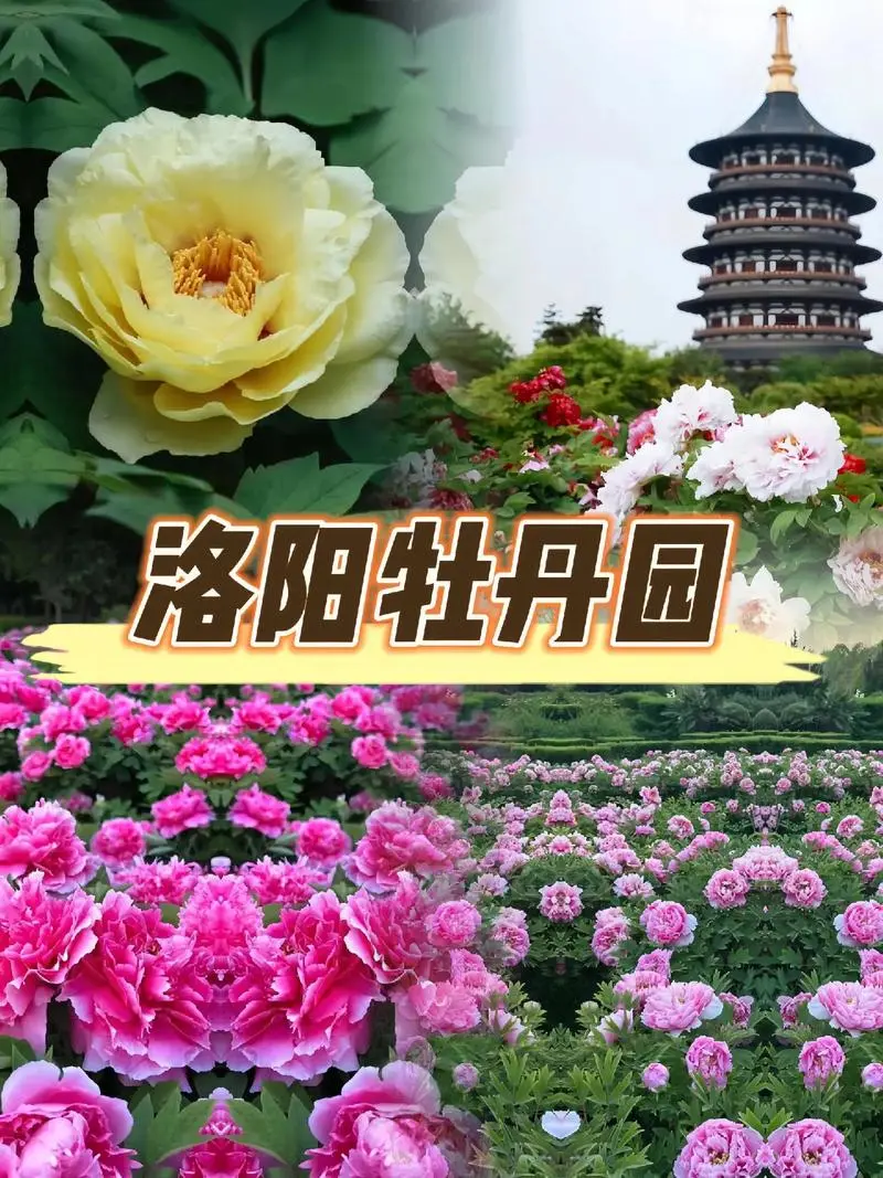 9bc8e5334a6bec780e2e7261817b266c-sz_173546-1