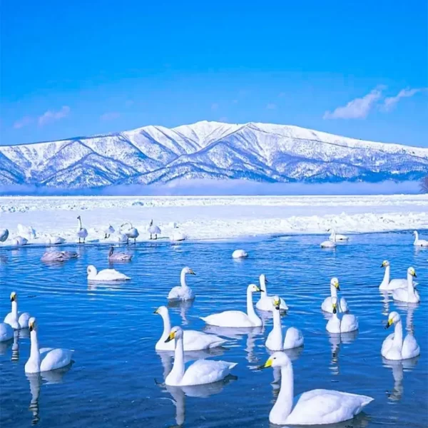 26年独家原创🔥美到上央视！季节限定➕三花共赏🔥2➕1航空座椅【全景滇东南➕深度哀牢山】真纯玩双飞10日•宜良樱花+个旧梨花+罗平油菜花•阳春三月邀您共赏～