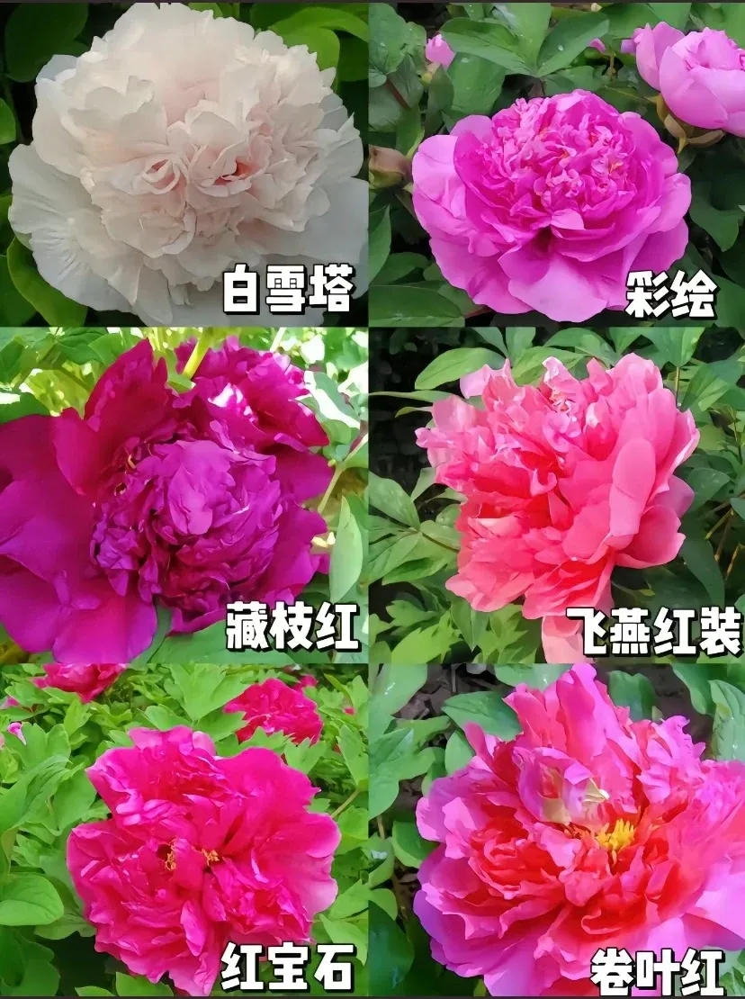 3911ab8760bb12317c0b6110cdc52a4e-sz_2195677