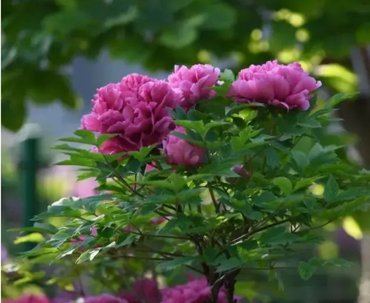 6ff18392f0db19ef82f57024e7c86cff