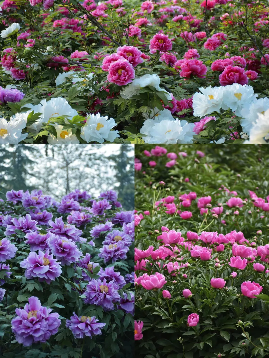 226574beea6111227a499761d6046176-sz_1595045