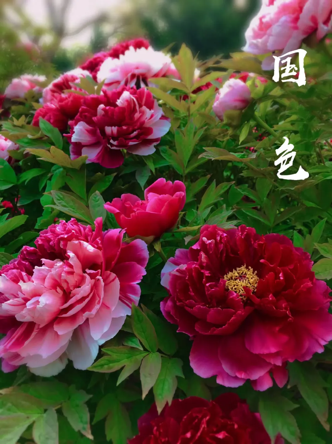 423d7ca6ca75d934f62234e2567b6d8f-sz_626058
