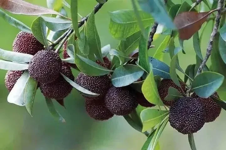 00dc8360b0c17db4349e18ad44bc91ea-sz_70720