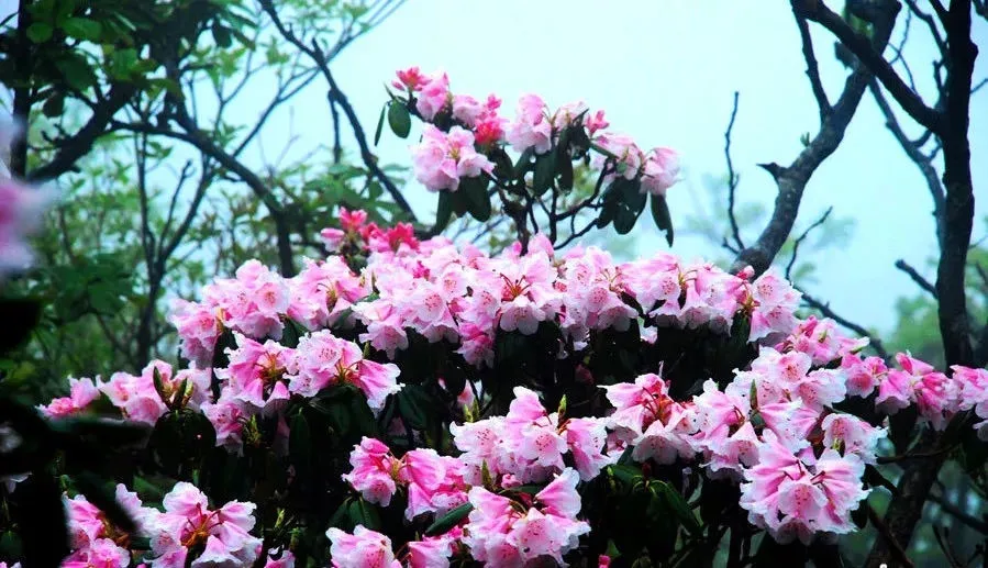 fa07b291bb4e4f0ad7b68ea3f76b60d2-sz_132156 fa07b291bb4e4f0ad7b68ea3f76b60d2-sz_132156