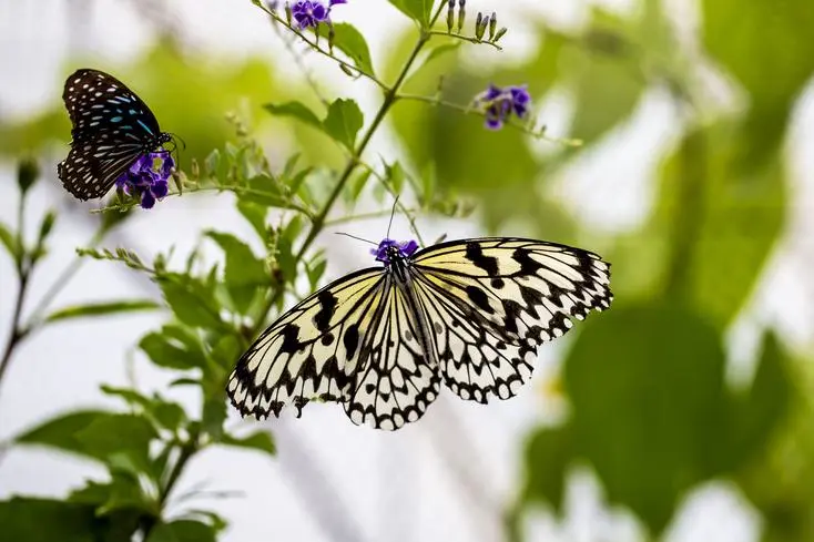 05c802445d115718ff41ec63500e39fe-sz_54300-1