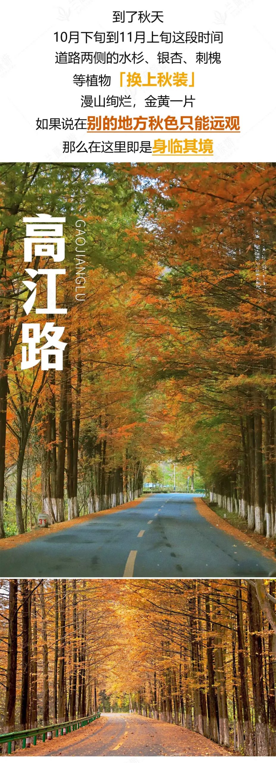 【秦岭秋色】赏红叶双卧8日游•纯玩0购物•华东自组团•甄选5晚网评3钻酒店•汉中连住3晚不挪窝•赏光雾山漫山红叶、陕南小九寨黎坪森林公园