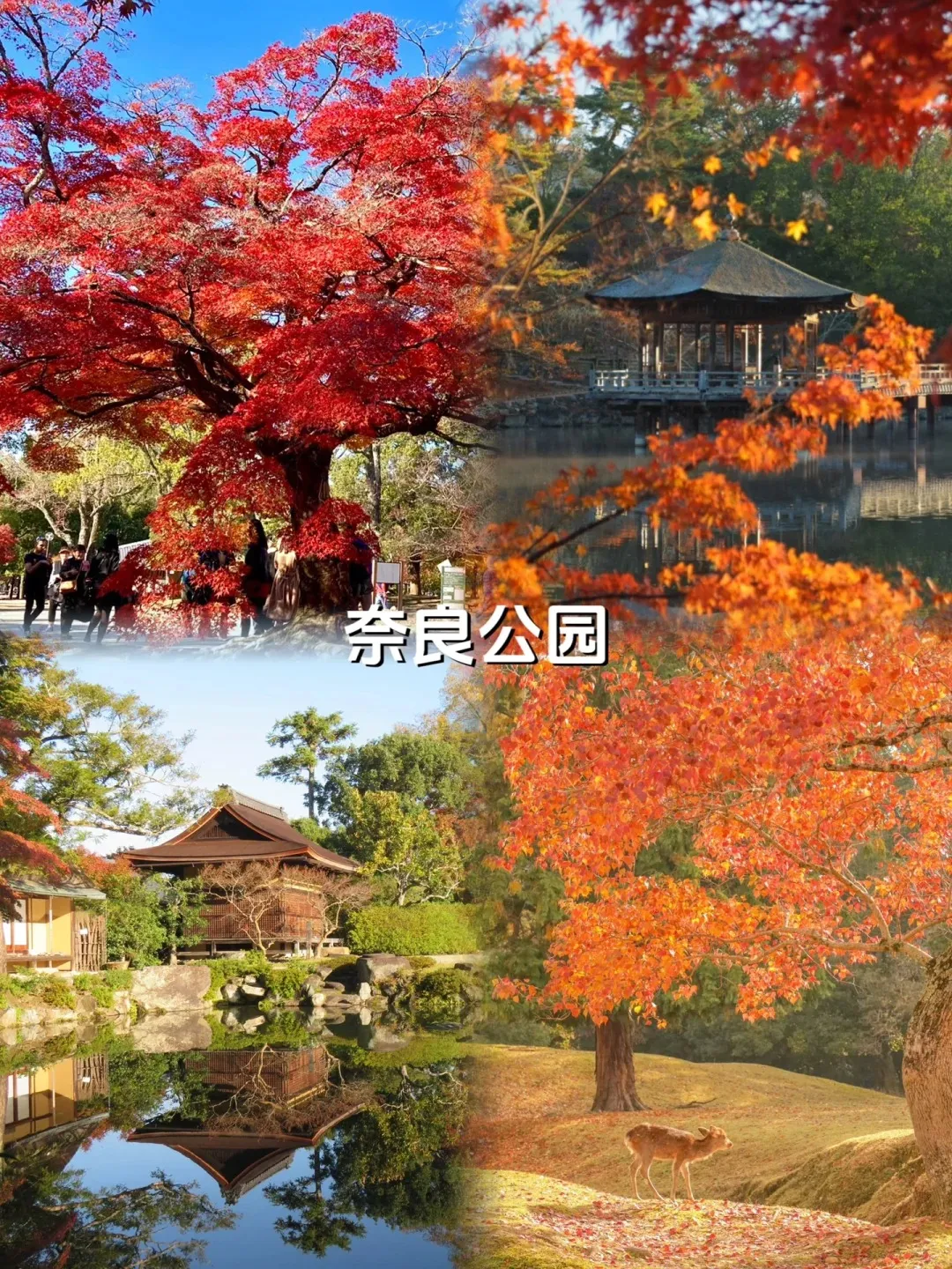 40a591bc2b8d5ffbee3a74c9b36c2cd2-sz_679735