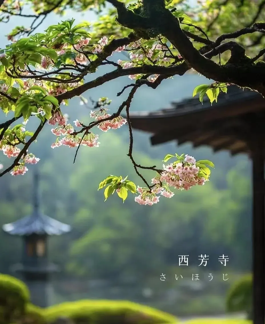 2人起发私家小包团-夏日凉都关西深度6天5晚游