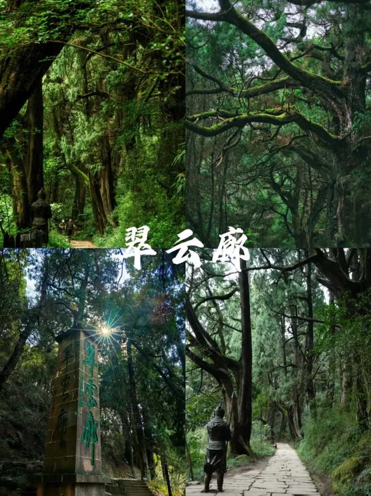 74afe52554c1138dd6a858c80081812f-sz_3805596