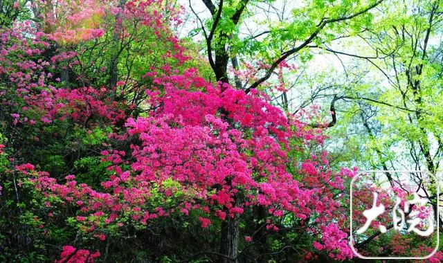 「避暑大别山 醉美天堂寨双动5日」马鬃岭+大湾村，四星标准电梯酒店 含4早7正餐 升级一餐价值588吊锅宴