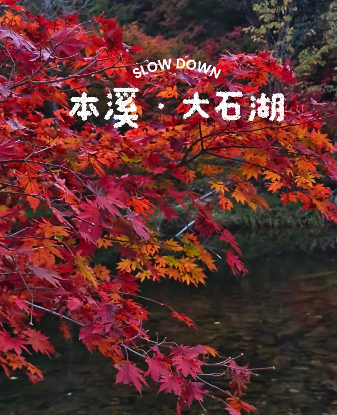 【纵横辽东.红滩秋韵】双卧8天2180元起❤秋天去打卡本溪枫叶❤打卡红色长廊的海滩❤打卡抗美援朝的丹东❤打卡浪漫的海滨大连❤打卡河北唐山地址遗址