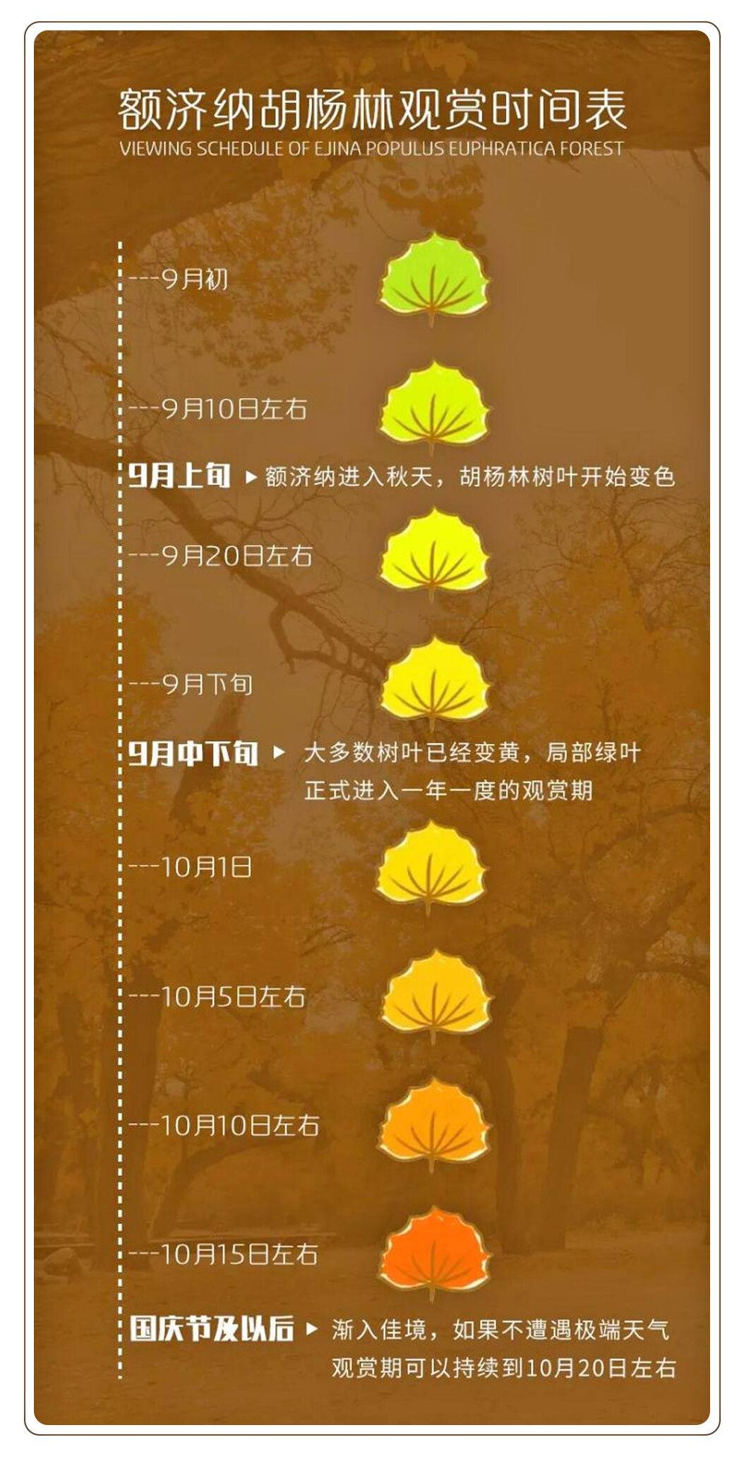 【额济纳旗严选·双飞8日顶配】真四大胡杨（金塔+额济纳+弱水+怪树林）+腾格里三湖沙漠冲浪车穿越（乌兰湖/骆驼湖/吉他湖），2+1陆地头等舱+五晚四钻酒店+额济独卫标间+40元高餐标，0购物0自费0擦边