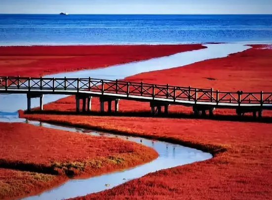 环绕渤海湾·限定红海滩|东营·沧州·北戴河·葫芦岛锦州·盘锦 双飞6日