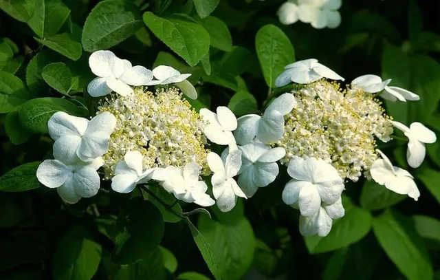 bc5a0cb2241c6d0ada7922035f7815e6-sz_114686
