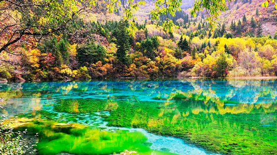 上海自组班9-10月✈宝藏四川全景，去九寨沟最省时省力的出行方式！车程只要4小时，比其他地方来回节约了10小时♥豪华2+1保姆车♥双飞8天