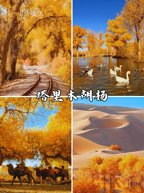 1740711603_148233195