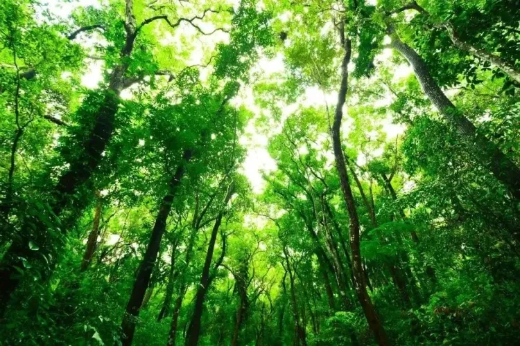 25℃的夏天–天目山大峡谷避暑康养纯玩五日游599元 4早8正 赠送门票 升级一餐自助午餐还升级龙虾宴+铁锅炖大鹅 全程被绿色围绕- 大口大口吸氧