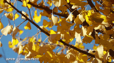 752719a08027ea7ba2d482f76616627e-sz_905912 752719a08027ea7ba2d482f76616627e-sz_905912