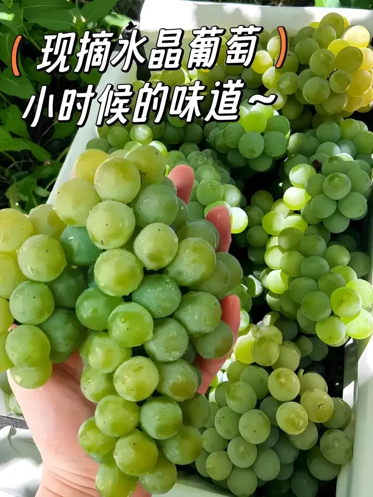 暑期送送送《每人2箱水晶葡萄》餐餐15菜一汤❤顿顿吃海鲜❤出门就是景区❤荷花已经开了❤梭子蟹扇贝鱿鱼❤自助早餐❤3早6正免费棋牌KTV❤休闲度假四日游