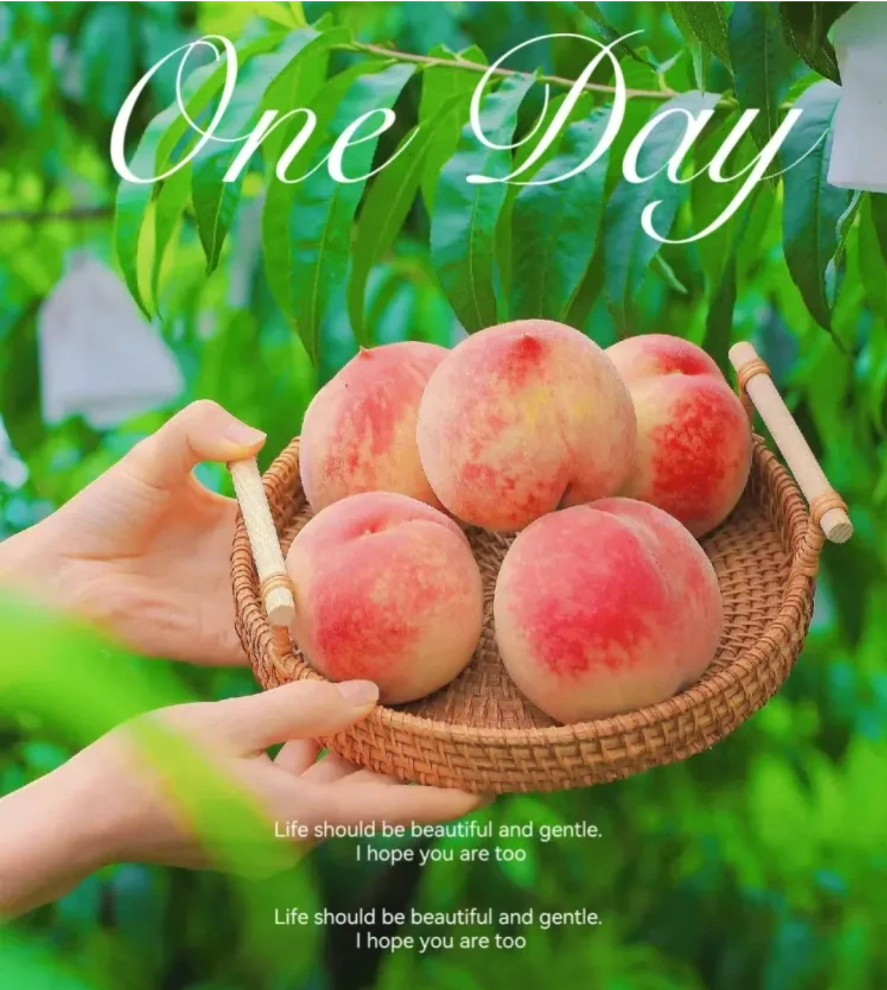 暑期送送送《每人2箱水蜜桃》餐餐15菜一汤❤顿顿吃海鲜❤出门就是景区❤荷花已经开了❤梭子蟹扇贝鱿鱼❤自助早餐❤3早6正免费棋牌KTV❤休闲度假四日游