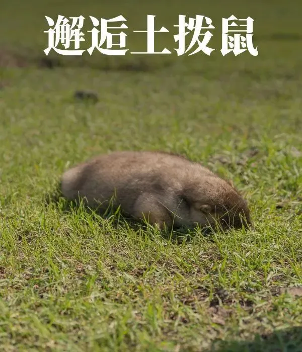 ded7c290b9639b533ab42475c4b95784-sz_85375