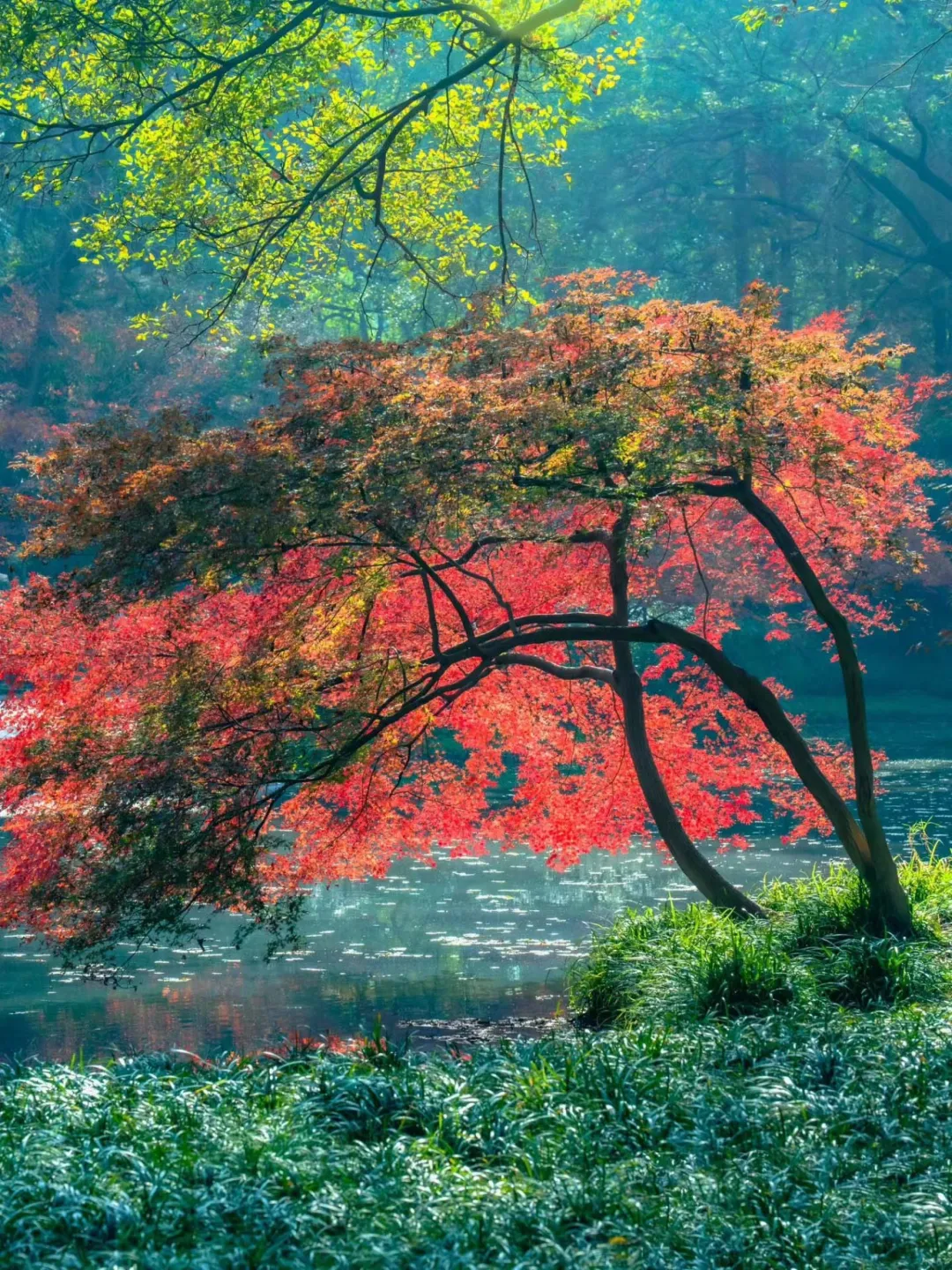 【杭州富春江畔♥超赞准五酒店4晚连住♥希腊圣托里尼海岛设计风格酒店♥5天4晚纯玩599元】醉美西湖♥嘉兴南北湖♥小天竺~天钟山♥含4早6正♥升级12菜1汤