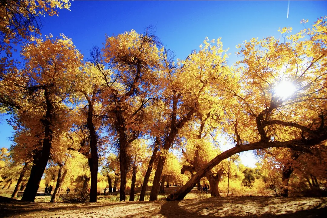 0e2df218f6b750470ea0079d57da2aaf-sz_649303-1 0e2df218f6b750470ea0079d57da2aaf-sz_649303-1