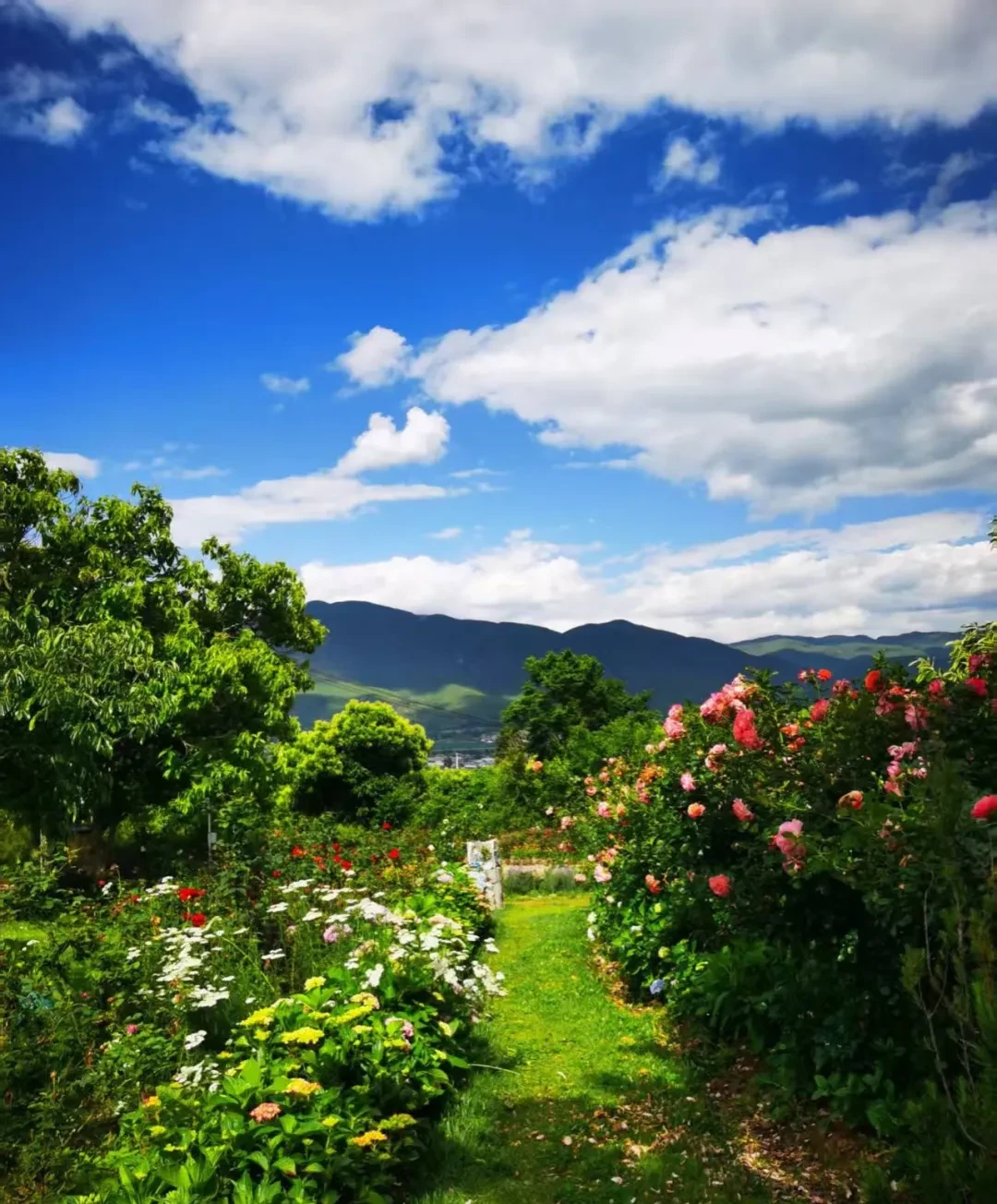 8a165016041b4c2b9416fd078bc18208-sz_514394 8a165016041b4c2b9416fd078bc18208-sz_514394