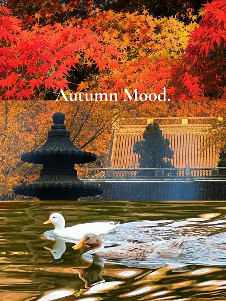 8dff675f1b35c805a9e005f446a4bc48-sz_4027515