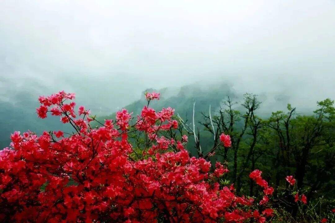 XdTlCowOMutcRvjr XdTlCowOMutcRvjr