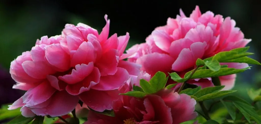 a0e34a6cb6fc0bfd05c7388dffcf0780-sz_58388