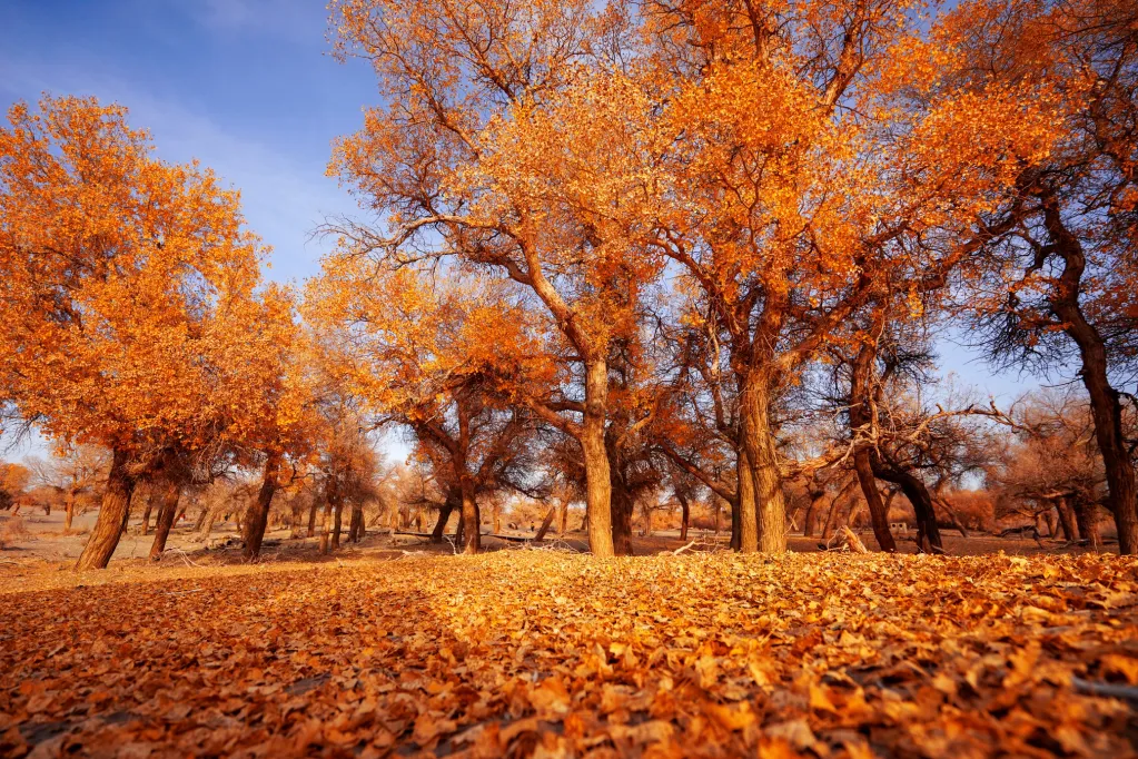 ba9a1936413ba63fe7c5a7cb86b28428-sz_2259651-2