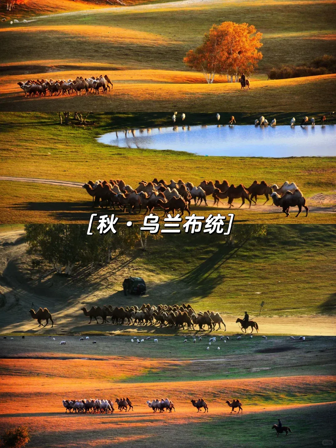 【驼铃牧歌】双卧8日2280元❤北戴河 ❤秦皇岛 ❤ 盘锦红海滩 ❤ 锦州小布达拉宫 ❤ 布日敦沙漠 ❤ 乌兰布统大草原 ❤ 木兰围场 ❤坝上草原❤ 星辰篝火