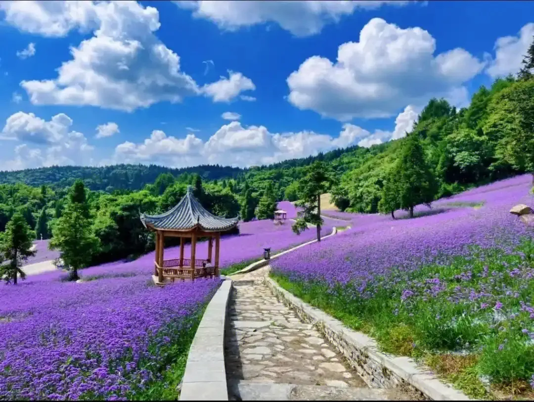 999独家包船🚢【全景大三峡+相遇张家界+探秘神龙架双卧8日】包船！四星豪华游轮~船游大三峡！土家风情张家界+探秘神农架！一次出行~玩个够！