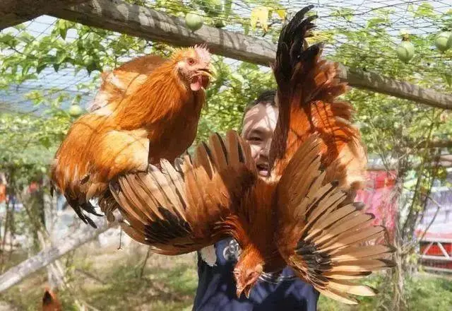 c12c2f7df22006541ca1259b1ee2c2c3-sz_69590