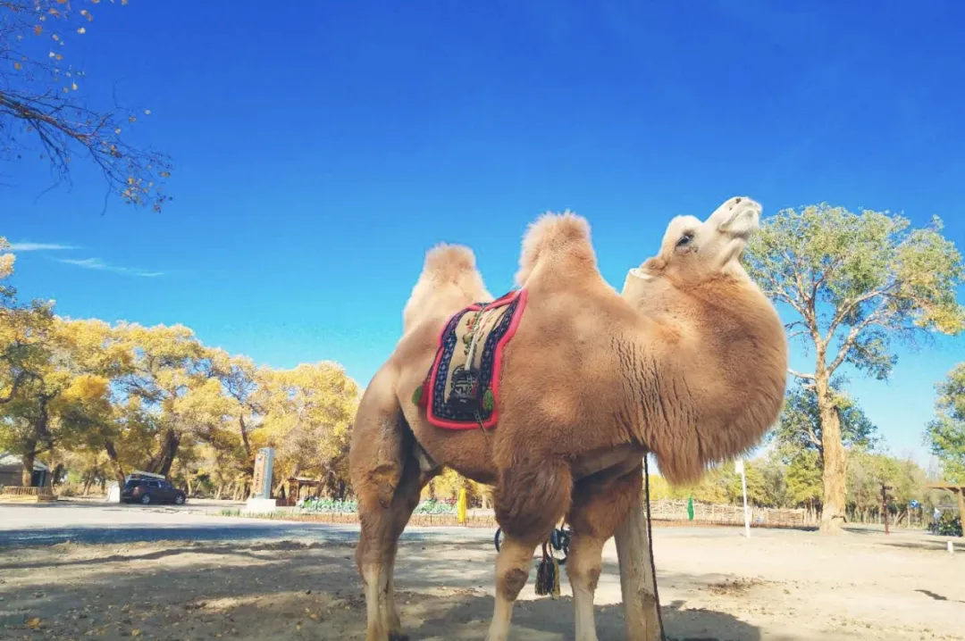 c634581aa926fb5524aa06c092bfd468-sz_405928-1 c634581aa926fb5524aa06c092bfd468-sz_405928-1