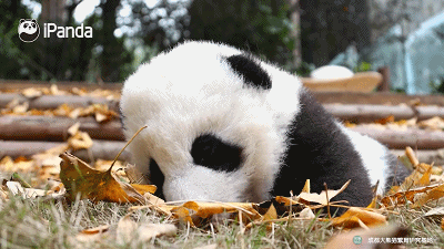 cb71c1cc6018f5009f7466e01f80f992-sz_1938531-2 cb71c1cc6018f5009f7466e01f80f992-sz_1938531-2