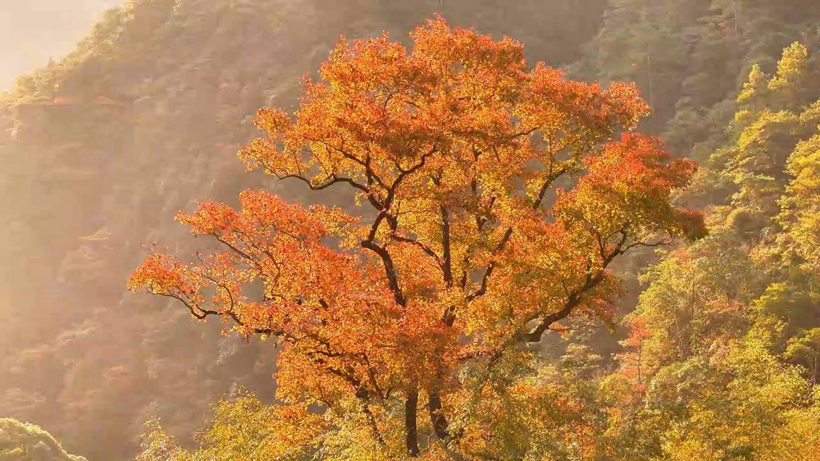 d71802f05956e23dba56293f6109125c-sz_378062-2