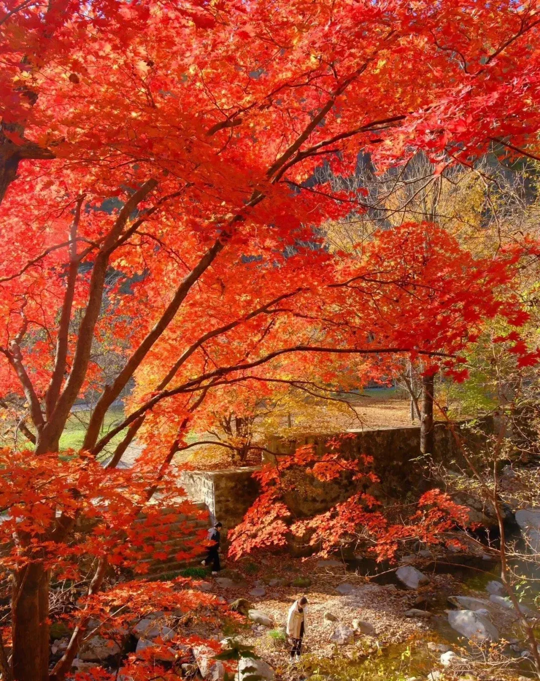 e793a6942e1c3dd36d5e956ff7d0948b-sz_4799272