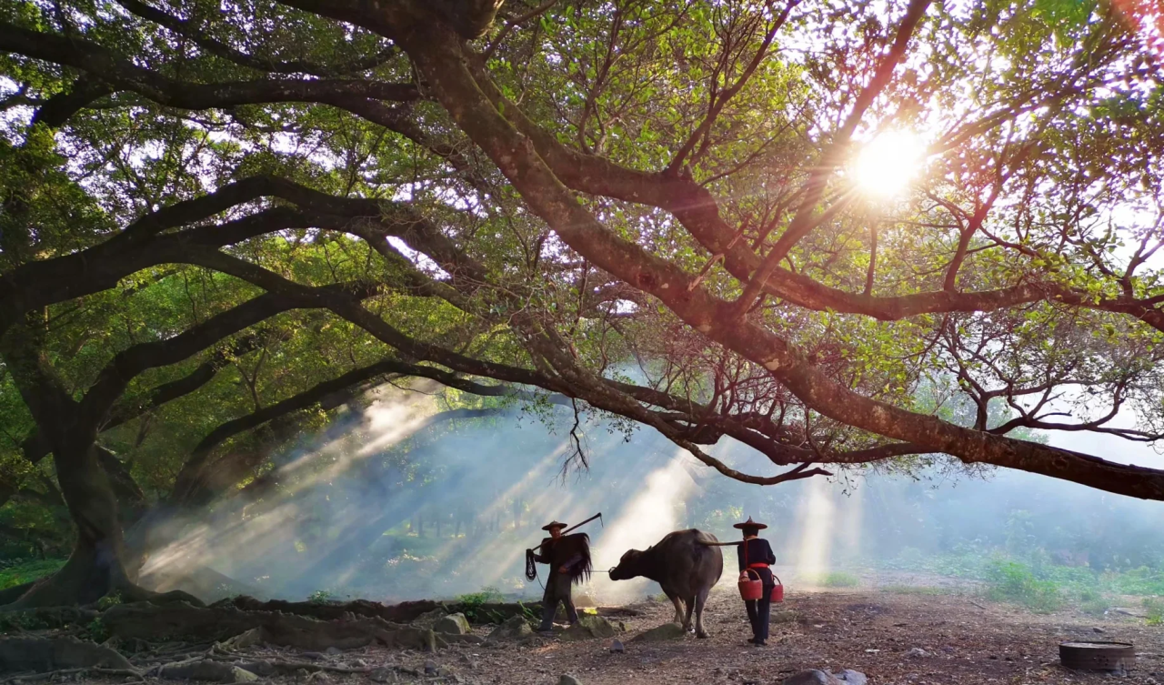 00000000becLWImmrlSMlcXR