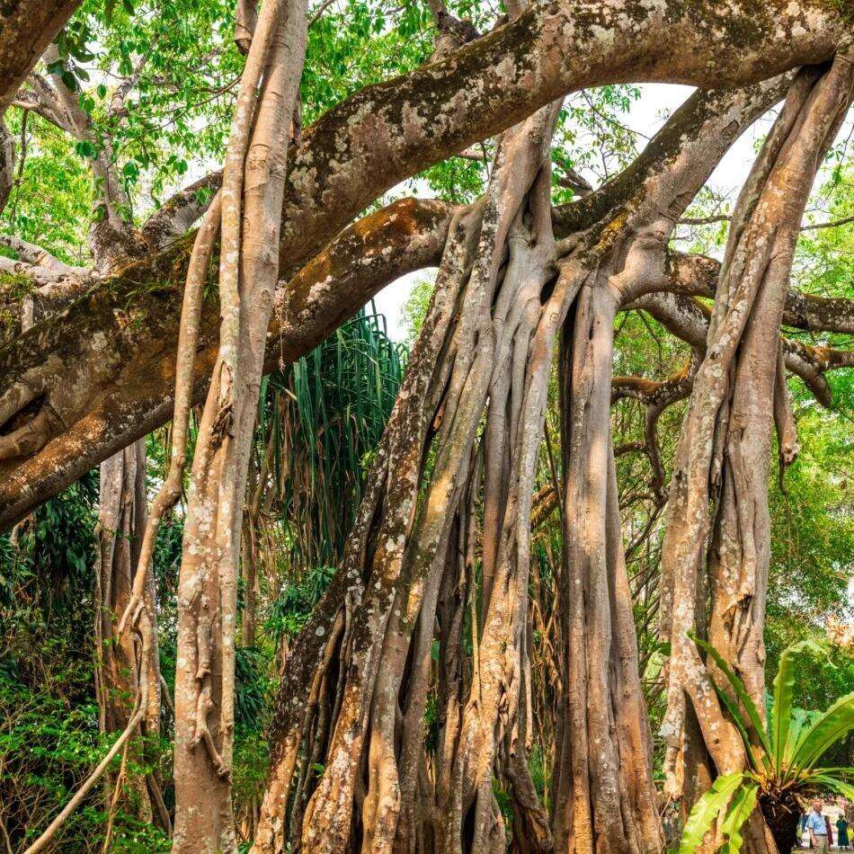 00000000vzAlXpzQVZyrGXnR