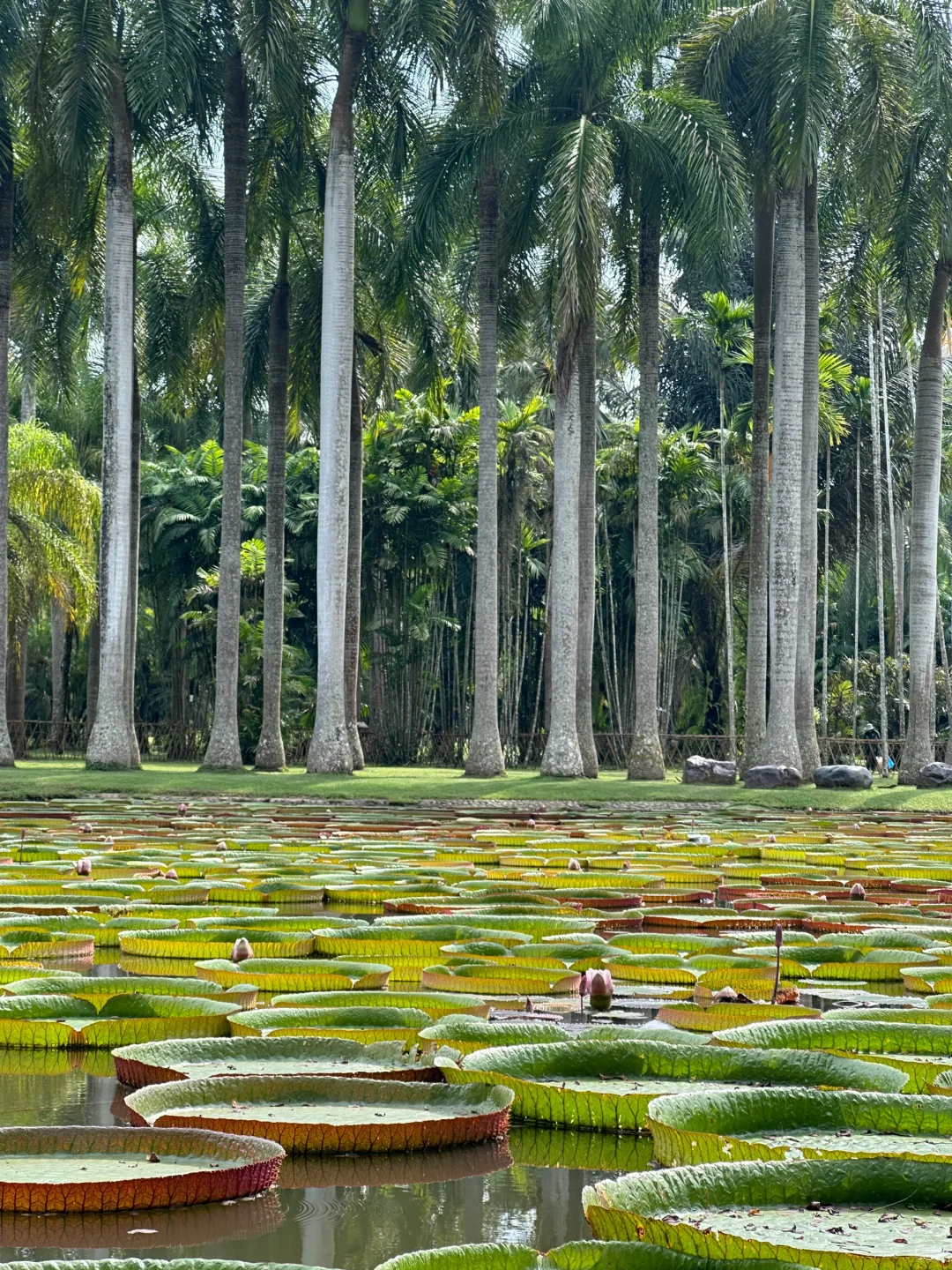 00000000ygMmsnUMBdDLcYoG