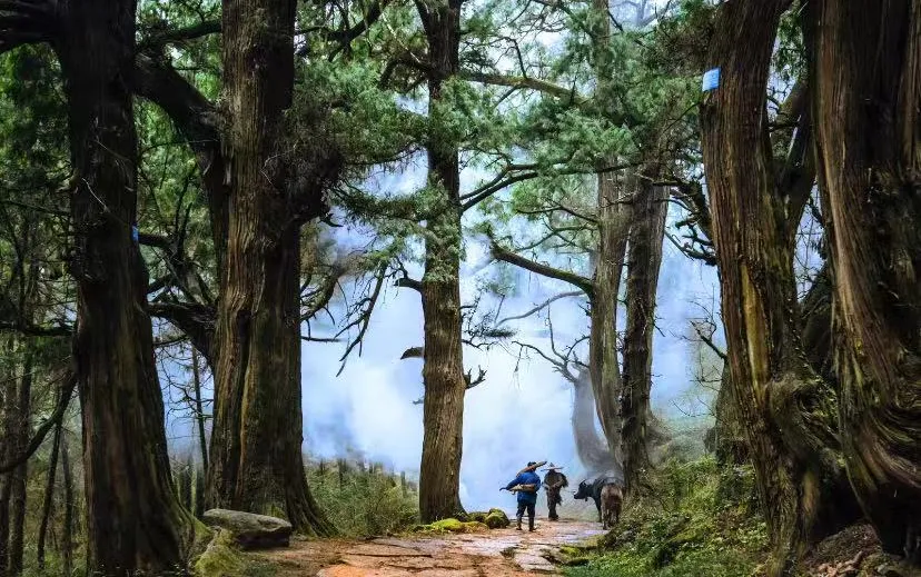 009ef0b180e08a383a09221319f70d8e-sz_1219102-1