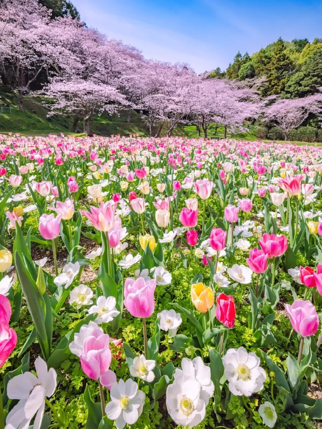 04dde65d6bb0da58e01f8e0fcb1fbf0b-sz_621771 04dde65d6bb0da58e01f8e0fcb1fbf0b-sz_621771