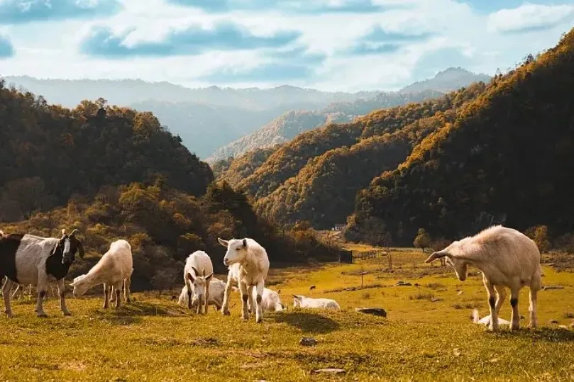 04ecb11fe0ccc46a4e99243478e1af75-sz_86895