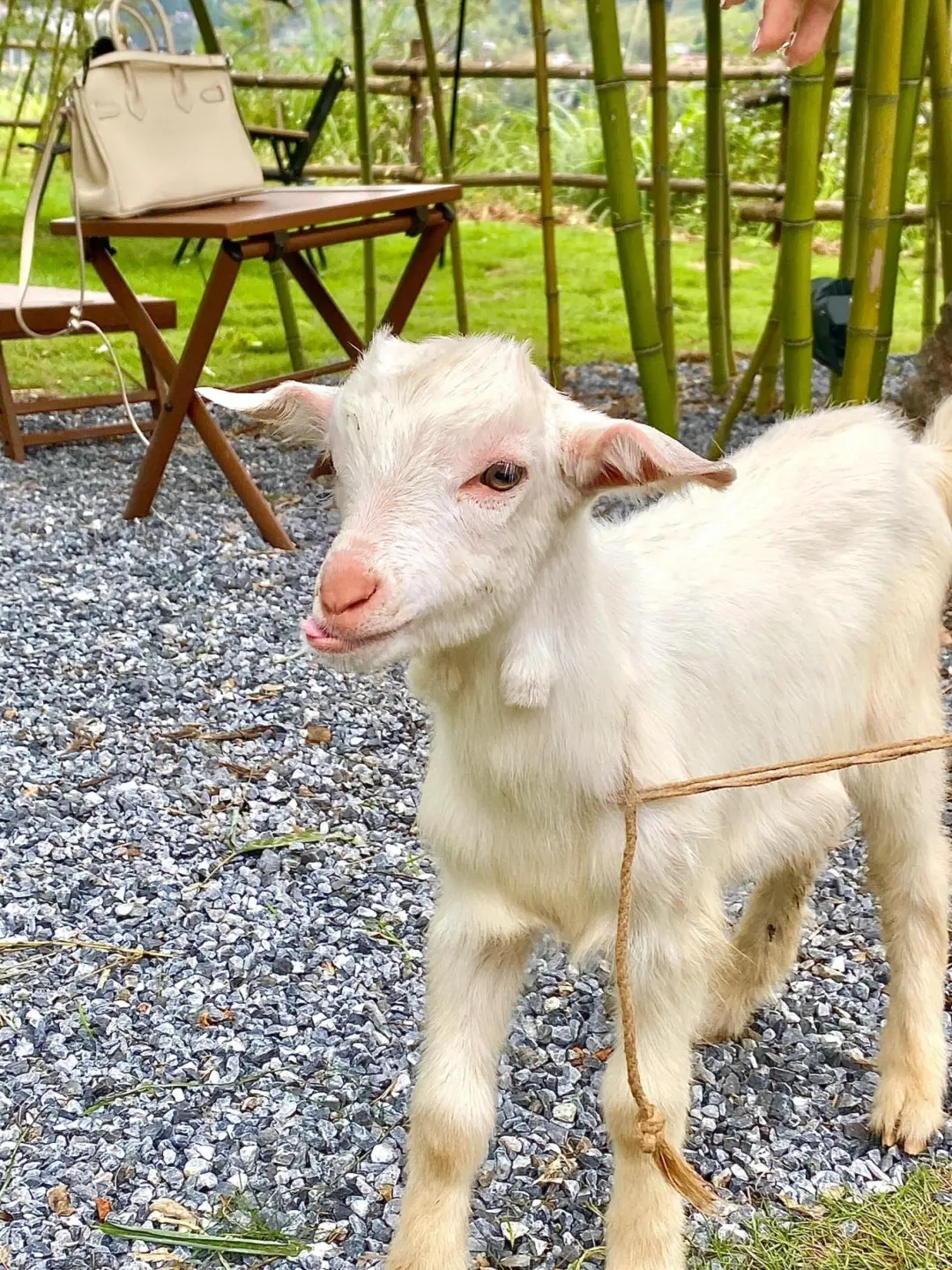 0783d1036e3a0eebaa78881ee3608a19-sz_579084 0783d1036e3a0eebaa78881ee3608a19-sz_579084