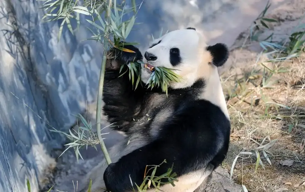 1183bc0b69b4ba0423dce5c89fe3dc8a-sz_1526224 1183bc0b69b4ba0423dce5c89fe3dc8a-sz_1526224