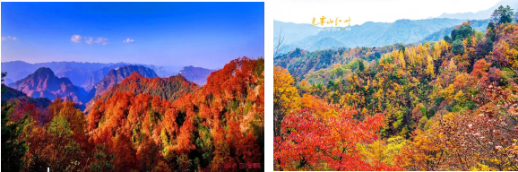 【秋韵.秦岭秘境·黄柏源】穿越秦岭腹地-行摄光雾山-“看一场绝美的秋色盛宴  【纯玩0购物.0自费.[景区小交通除外]】 《独家安排2+1的豪华保姆车》全程入住携程3钻酒店+4钻酒店  光雾山深度双卧10日.